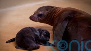 Safari park welcomes Californian sea lion pup