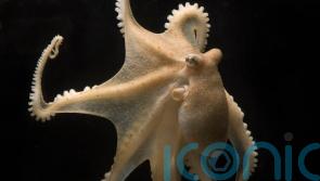 Octopuses beat the cold by &lsquo;editing genetic material in less than a day&rsquo; &ndash; study