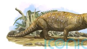 Triassic herbivores starved to death as diet took toll on teeth, study suggests