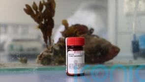 ‘Cocktail of chemicals’ including pesticides and cocaine found off south coast
