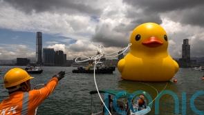 One of two giant ducks in Hong Kong&rsquo;s Victoria Harbour deflates