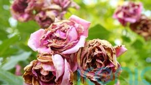 What’s wrong with my roses?