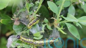 The pests you really don’t want invading your garden and how to deter them