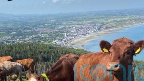 Traditional cows to help bring mountainside back to life after devastating fires