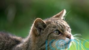 Wildcats bred in captivity released in national park