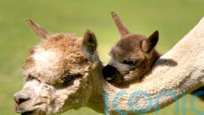 Baby alpaca settling into life at safari park