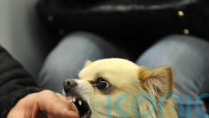 Dog bites may be more common on hot and polluted days, study suggests