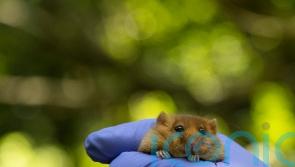Hazel dormice reintroduced into Derbyshire woodland