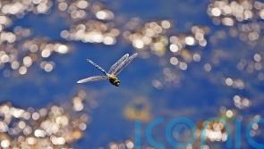 ‘Spectacular movements of dragonflies’ because of recent hot weather