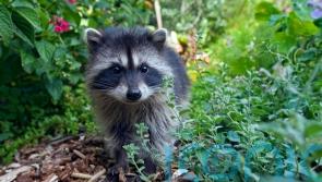 Demolition crew saves abandoned litter of baby raccoons in Utah