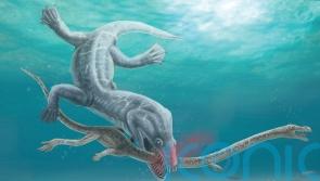 Pre-historic long-necked reptiles were decapitated by their predators – study