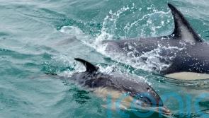 UN members adopt first treaty to protect marine life in the high seas