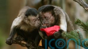 Keeping primates as pets to be banned under Government proposals