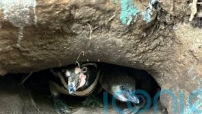 Woburn Safari Park celebrates birth of two Humboldt penguin chicks