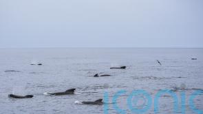 Species recorded in Argentine Sea prompts concerns over planned oil exploration