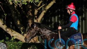Artorius and Highfield Princess star in cracking weekend sprint feature