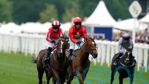 Highfield Princess back for more in Jubilee challenge