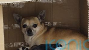 Litter of puppies found in distressed state in cardboard box beside a bin