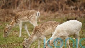 Land managers given more power to control deer population