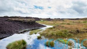 Peat alternatives – and why we need to be using them