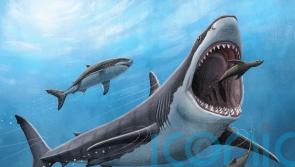 Megalodon body temperature ‘was about 7C warmer than surrounding water’
