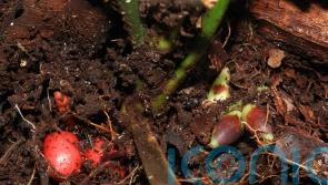 New rare palm species found to flower underground
