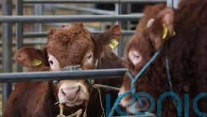 Agriculture Bill ‘kicked down the road’ over independence debate, say Tories