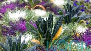 Pretty garden plants you didn’t know you could eat