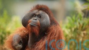 Orangutans ‘can make two sounds at the same time, similar to human beatboxing’
