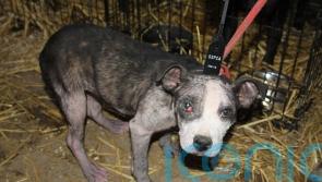 New powers for Scottish SPCA will be ‘massive step forward for animal welfare’