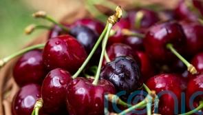 Sunshine sets up cherry season to have the ‘sweetest’ crop yet
