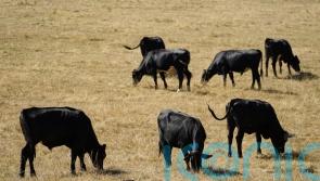 Livestock records system will be delivered five years late, auditor reports