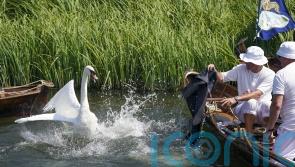 First Swan Upping of King’s reign to take place in July