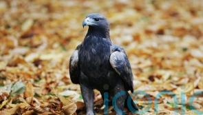 Avian flu may have harmed eagle breeding, study finds