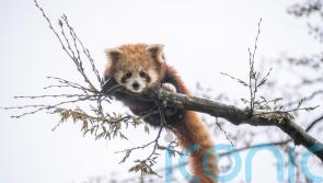 Endangered red panda cub settling into new home at Hampshire zoo