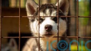 Public asked for their views on how to improve welfare of dogs in Scotland