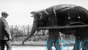 Archaeologists bid to unravel 130-year-old circus elephant burial mystery