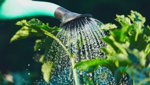 GUIDE: How to be waterwise in your garden in Waterford this summer