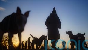 Views wanted on licensing plans for dog walkers and other animal services