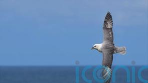 Plastic debris in the Mediterranean ‘most dangerous for threatened seabirds’