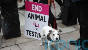 Government must set out path to end animal testing if AI eliminates need for it, ministers told