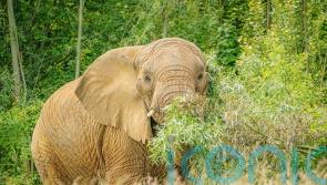 Elephants vary what they eat for dinner each night, study suggests