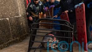 Cornish seal swims free after rescue from life-threatening frisbee entanglement