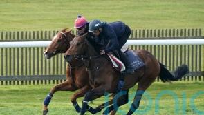 Hills eyeing Goodwood options for Cicero’s Gift