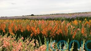 Gladioli demand surges as shoppers seek ‘affordable bouquets’