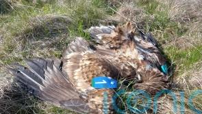 Irish deputy premier expresses dismay at poisoning of eagle in Co Antrim