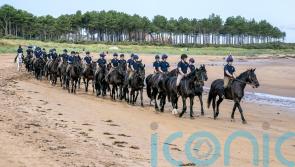 Cavalry regiment’s horses cool off at Scottish beach