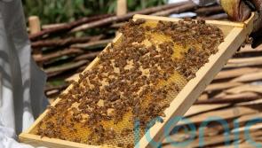 Honeybee parasite could be tripped up by its distinctive walk – study