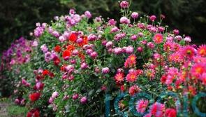 5 late summer blooms to plant now