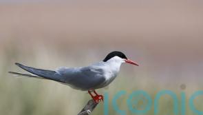 Bird flu outbreak at breeding colony ‘devastating news’ for Arctic terns